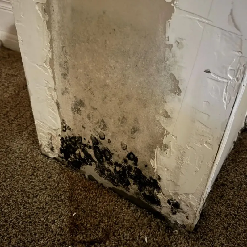 Professional Mold Removal in Manchester, CT